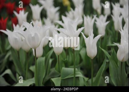 White lily-flowered tulips (Tulipa) Tres Chic bloom in a garden in April Stock Photo