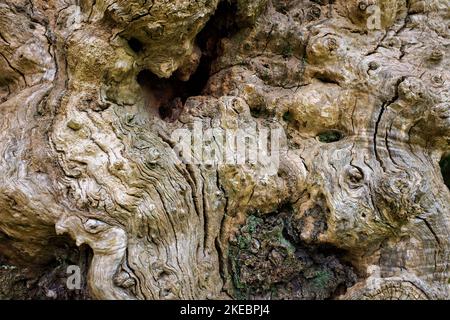 Details of a gnarled knobby aged tree trunk Stock Photo
