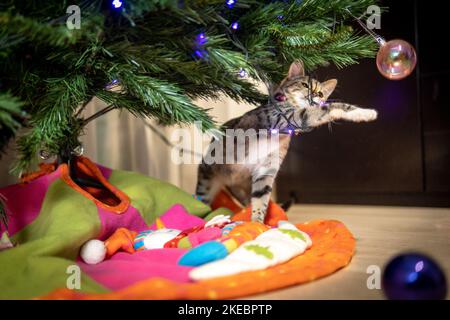 cat playing with christmas tree balls Stock Photo