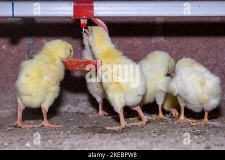 Day-old broiler chickens drink water from drinkers. Stock Photo