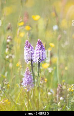 Common spotted orchid in wildflower meadow - England, UK Stock Photo