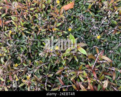 Illutsrative close up of the variegated leaves and yellow flowers of the perennial evergreen garden plant Corokia buddlejoides. Stock Photo