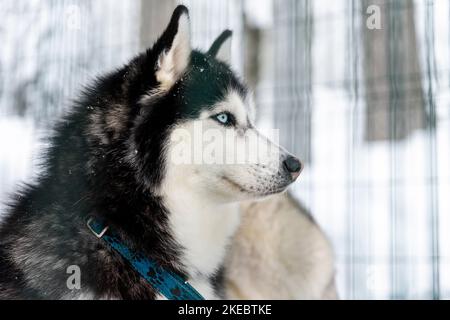 Side poirtrait of beautiful calm purebred siberain husky dogs sitting in kennel outdoors wait for forest trip adventure dogsled on cold winter snowy Stock Photo