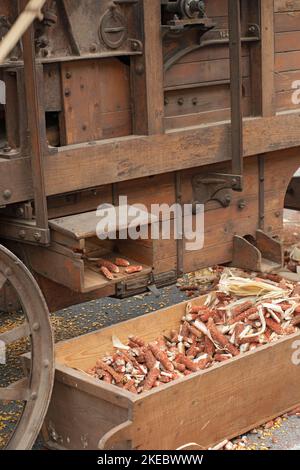 Italy, Lombardy, Historical Reenactment Farmer, Old Corn Shucking Machine, Stock Photo