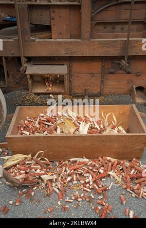 Italy, Lombardy, Historical Reenactment Farmer, Old Corn Shucking Machine, Stock Photo