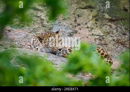 Persian leopard (Panthera pardus saxicolor) lying on rock, captive Stock Photo
