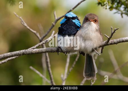 Male and female superb fairywren cuddling on a branch, Victoria, Australia Stock Photo