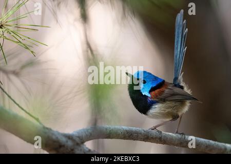 Male variegated fairywren in the forest, NSW, Australia Stock Photo