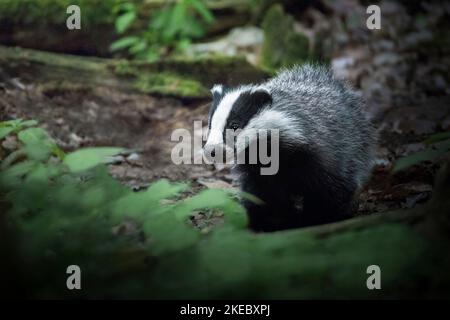 Badger cub in forest Stock Photo