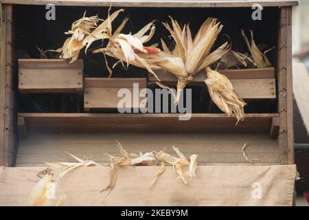 Italy, Lombardy, Historical Reenactment Farmer, Old Corn Shucking Machine, Stock Photo