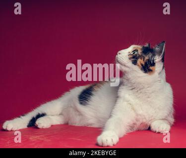 A cute calico cat laying on the pink background Stock Photo