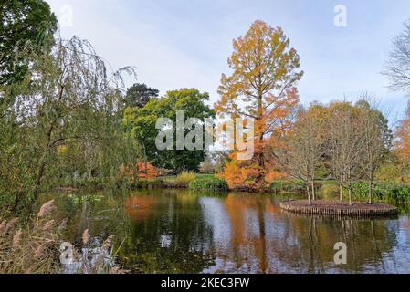 Colourful autumn foliage on trees and shrubs reflected in the lake at Wisley RHS gardens Surrey England UK Stock Photo