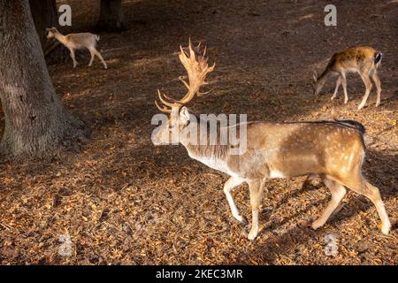 Fallow deer in the enclosure during the day in autumn sunshine. Stock Photo