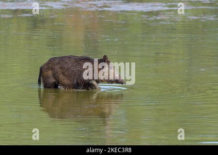 Wild boar (Sus scrofa) in a pond, May, summer, Hesse, Germany, Europe Stock Photo