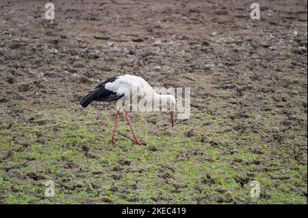 White stork (Ciconia ciconia) looking for food in a dry pond, summer, Hesse, Germany, Europe Stock Photo