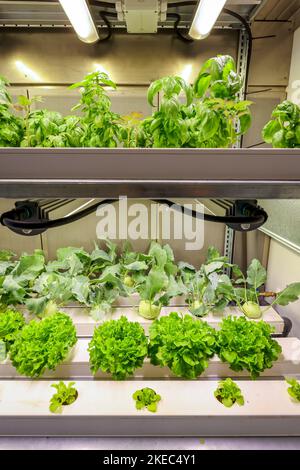 Vegetable cultivation on the Klaeranlage, SUSKULT, Agricultural Systems of the Future, Dinslaken, North Rhine-Westphalia, Germany