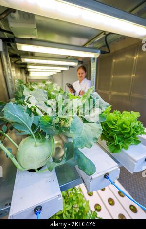 Vegetable cultivation on the Klaeranlage, SUSKULT, Agricultural Systems of the Future, Dinslaken, North Rhine-Westphalia, Germany Stock Photo