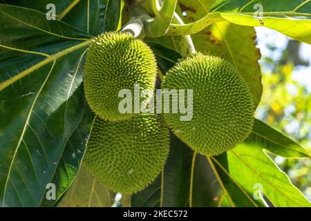 North America, Caribbean, Greater Antilles, Hispaniola Island, Dominican Republic, Santiago Province, breadfruit tree with fruit Stock Photo