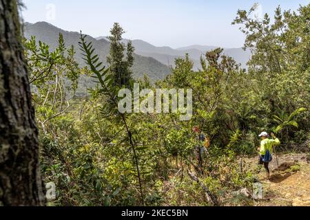 North America, Caribbean, Greater Antilles, Hispaniola Island, Dominican Republic, Central Cordillera, Parque Nacional Armando Bermúdez, female hiker descending into the Valle del Tetero valley Stock Photo