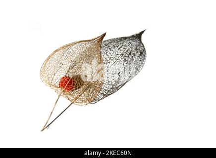 Dry lampion skeleton (alkekengi physalis) casts shadow on white background Stock Photo