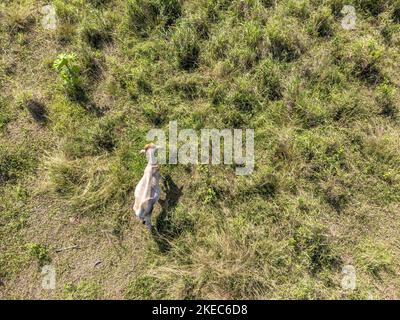 North America, Caribbean, Greater Antilles, Hispaniola Island, Dominican Republic, Santiago, cattle on a pasture from bird's eye view Stock Photo