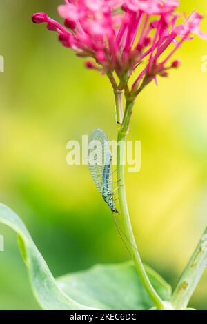 Blue green Lacewing (chrysopa perla) on red valerian (centranthus ruber) - Scotland, UK Stock Photo