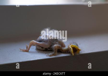 The Body of a dead baby starling, just hatched bird cick or fledgeling lying on a windowsill Stock Photo