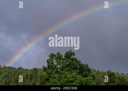Europe, Germany, Southern Germany, Baden-Wuerttemberg, Black Forest, Rainbow over the treetops in Hinterzarten Stock Photo