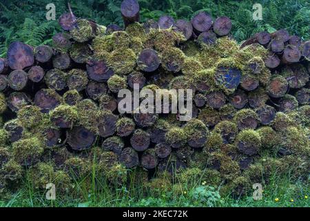 Europe, Germany, Southern Germany, Baden-Württemberg, Black Forest, moss-covered wood pile in mountain forest in ascent to Belchen Stock Photo