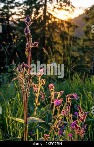Europe, Germany, Southern Germany, Baden-Wuerttemberg, Black Forest, Red campion in the backlight of the setting sun Stock Photo