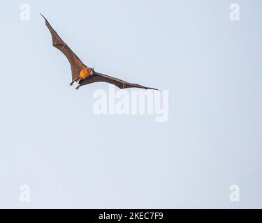 A Bat flying with horizontal wings Stock Photo - Alamy