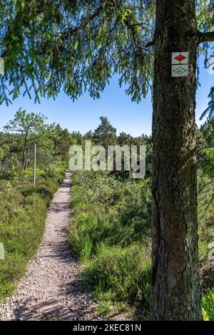 Europe, Germany, Southern Germany, Baden-Wuerttemberg, Black Forest, Hiking trail through the Grinden landscape on the Schliffkopf Stock Photo