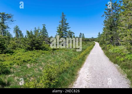 Europe, Germany, Southern Germany, Baden-Württemberg, Black Forest, Wide hiking trail through a typical Grinden landscape Stock Photo