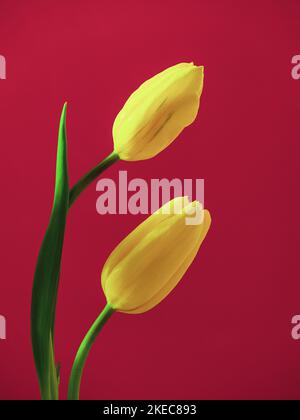 yellowtulips pair on retro pink Stock Photo