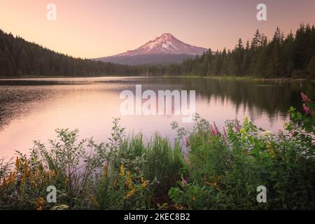 A landscape view of wild flowers near the lake with fir forest trees and mountains in the back at sunset Stock Photo