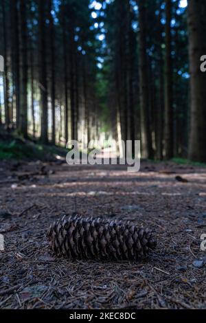 Europe, Germany, Southern Germany, Baden-Wuerttemberg, Black Forest, pine cone on a dark forest path in the Middle Black Forest Stock Photo