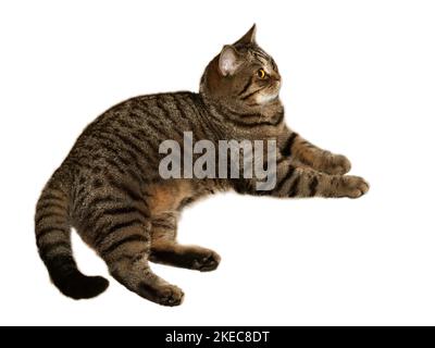 British Golden Cat cutout on white Stock Photo