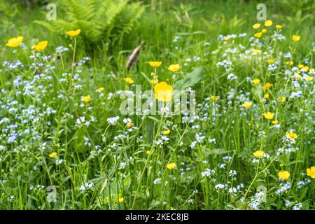 Europe, Germany, Southern Germany, Baden-Wuerttemberg, Black Forest, Spring wild meadow in Black Forest Stock Photo