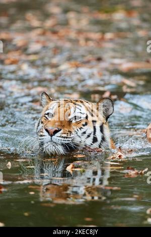 Siberian tiger (Panthera tigris altaica), swimming in water, captive, Germany Stock Photo