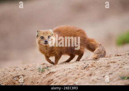 Fox mongoose (Cynictis penicillata) stands on the ground and looks into the camera, Bavaria, Germany, Europe Stock Photo