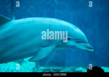 Atlantic bottlenose dolphin (Tursiops truncatus), captive, Germany Stock Photo