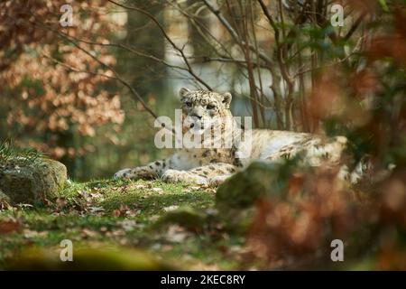 Snow leopard (Panthera uncia) lying in the meadow, captive, Bavaria, Germany Stock Photo