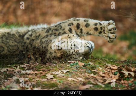 Snow leopard (Panthera uncia) lying in the meadow and stretching, captive, Bavaria, Germany Stock Photo