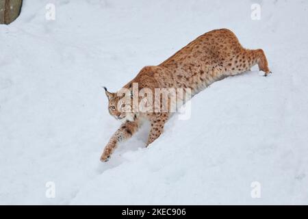 European lynx (Lynx lynx) in winter, sideways, walking, Bavarian Forest National Park, Bavaria, Germany Stock Photo