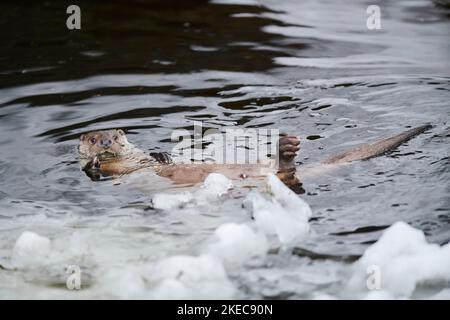 Eurasian otter (Lutra lutra), lying on its back, swimming, water, winter, Bavaria, Germany, Europe Stock Photo