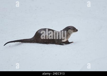 Eurasian otter (Lutra lutra), in snow, sideways, winter, Bavaria, Germany, Europe Stock Photo