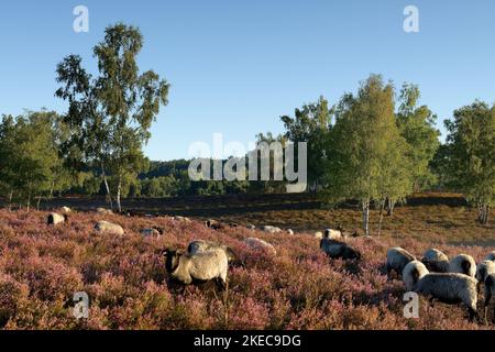 Westruper Heide in the morning light, Haltern, North Rhine-Westphalia, Germany Stock Photo