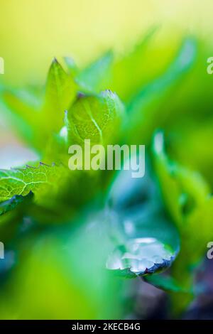 Garden, abstract, wallpaper Stock Photo