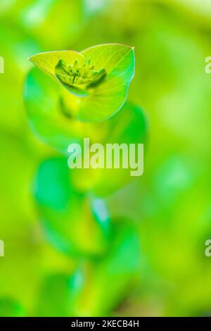 Garden, abstract, wallpaper Stock Photo