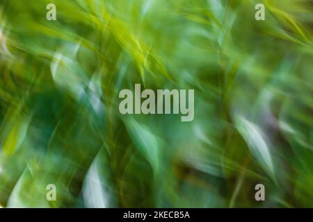 Garden, abstract, wallpaper Stock Photo